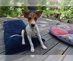 Small #1 Basenji Mix