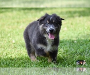 Australian Shepherd Puppy for sale in EASTON, MO, USA