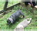 Small Photo #2 Weimaraner Puppy For Sale in NEW KINGSTON, NY, USA