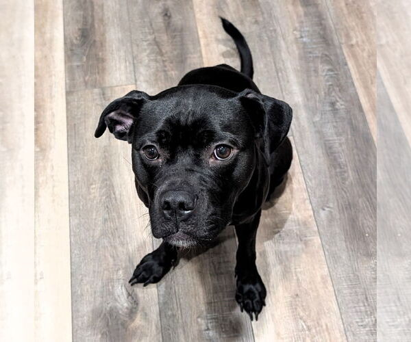 Medium Photo #2 American Pit Bull Terrier-Unknown Mix Puppy For Sale in Fargo, ND, USA