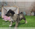 Small #11 Catahoula Leopard Dog