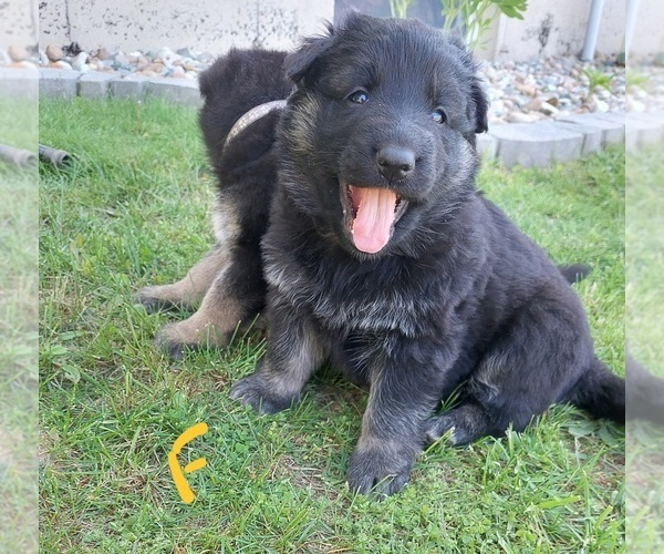 Medium Photo #3 King Shepherd Puppy For Sale in WALKERTON, IN, USA