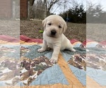 Small Photo #6 Labrador Retriever Puppy For Sale in HUDSON, WI, USA