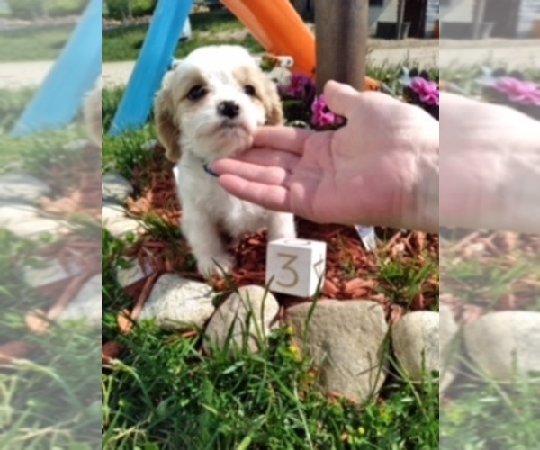 Medium Photo #1 Cavachon Puppy For Sale in SCOTTVILLE, MI, USA