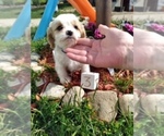Small Photo #1 Cavachon Puppy For Sale in SCOTTVILLE, MI, USA