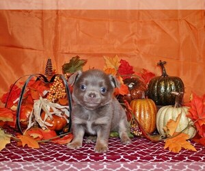 Medium Chihuahua