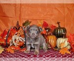 Puppy Hobbes Chihuahua