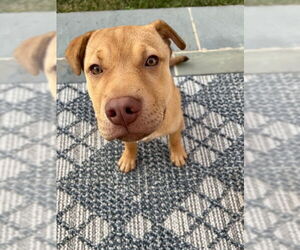 Chinese Shar-Pei-Unknown Mix Dogs for adoption in Herndon, VA, USA