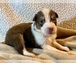 Small #3 Australian Shepherd