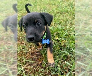 Border Collie-Unknown Mix Dogs for adoption in Winter Park, CO, USA