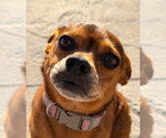 Small #1 Chihuahua Mix