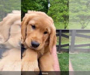 Golden Retriever Puppy for sale in FRANKLIN, NC, USA
