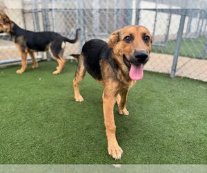 German Shepherd Dog-Unknown Mix Dogs for adoption in Texas City, TX, USA