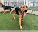 Small German Shepherd Dog Mix