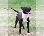 RAVEN - Female American Pit Bull Terrier-Unknown Mix Dog for Adoption - Small photo