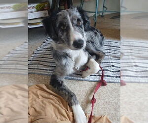Texas Heeler Dogs for adoption in Ogden, UT, USA