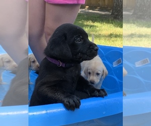 Labrador Retriever Puppy for sale in BRIAROAKS, TX, USA