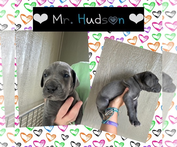 Medium Photo #1 Great Dane Puppy For Sale in AMARILLO, TX, USA