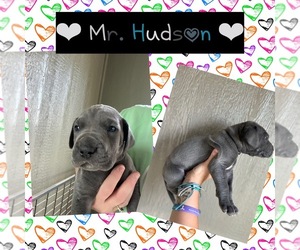 Great Dane Puppy for sale in AMARILLO, TX, USA