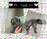 Image preview for Ad Listing. Nickname: Mr Hudson