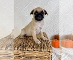 Small #1 Pug