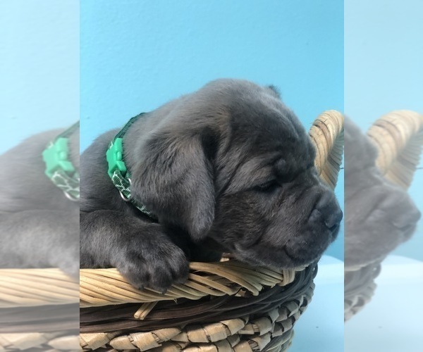 Medium Photo #3 Cane Corso Puppy For Sale in AMARILLO, TX, USA