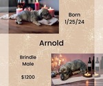 Puppy Arnold Pug