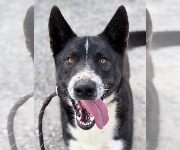 Medium Photo #2 Akita-Unknown Mix Puppy For Sale in Woodland, CA, USA