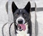 Small #1 Akita Mix