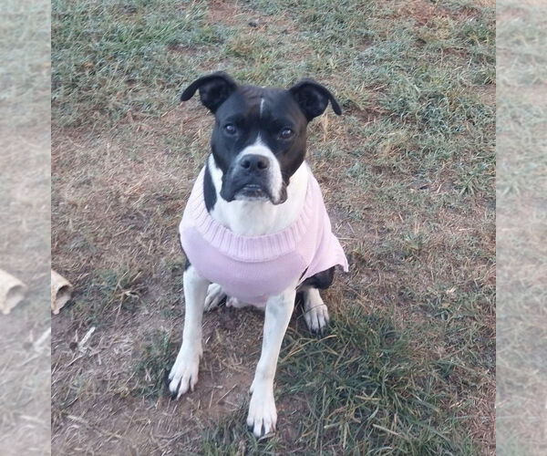 Medium Photo #6 Boxer-Unknown Mix Puppy For Sale in Mooresville, NC, USA