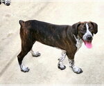 Small #1 Boglen Terrier