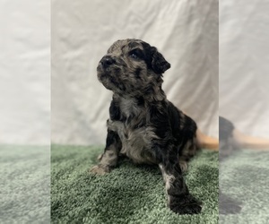 Poodle (Standard) Puppy for sale in ADAMSVILLE, TN, USA