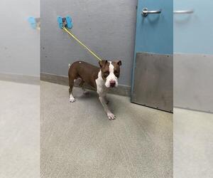 American Pit Bull Terrier-Unknown Mix Dogs for adoption in Las Vegas, NV, USA