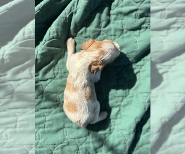 Medium Photo #2 Brittany Puppy For Sale in FISHER, IL, USA