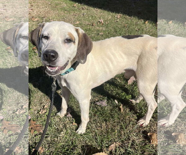 Medium Photo #8 Lab-Pointer Puppy For Sale in Rustburg, VA, USA