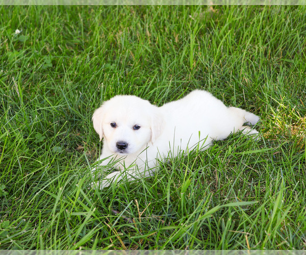 Medium Photo #1 English Cream Golden Retriever Puppy For Sale in SYRACUSE, IN, USA