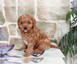 Cavapoo Puppy for sale in GREENSBORO, NC, USA