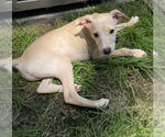Small #8 Mutt