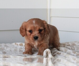 Cavachon Puppy for sale in FREDERICKSBURG, OH, USA