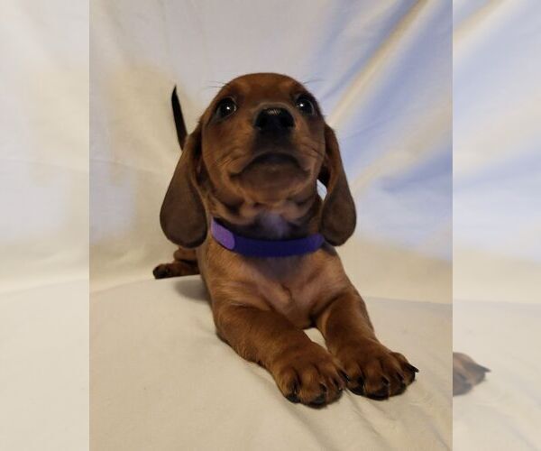 Medium Photo #19 Dachshund Puppy For Sale in KUNA, ID, USA