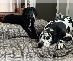 Great Dane Litter for sale in NASHVILLE, TN, USA