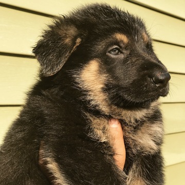 Medium Photo #1 German Shepherd Dog Puppy For Sale in WELLFORD, SC, USA
