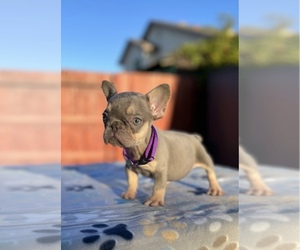 French Bulldog Puppy for sale in SACRAMENTO, CA, USA