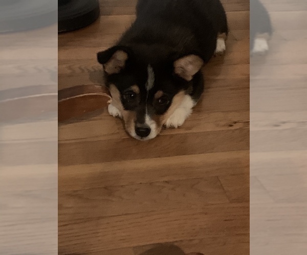 Medium Photo #6 Pembroke Welsh Corgi Puppy For Sale in ODIN, IL, USA