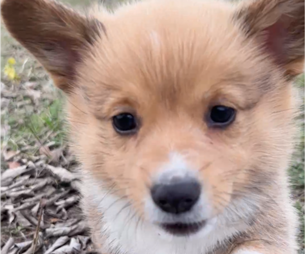 Medium Photo #13 Pembroke Welsh Corgi Puppy For Sale in MIDLOTHIAN, TX, USA