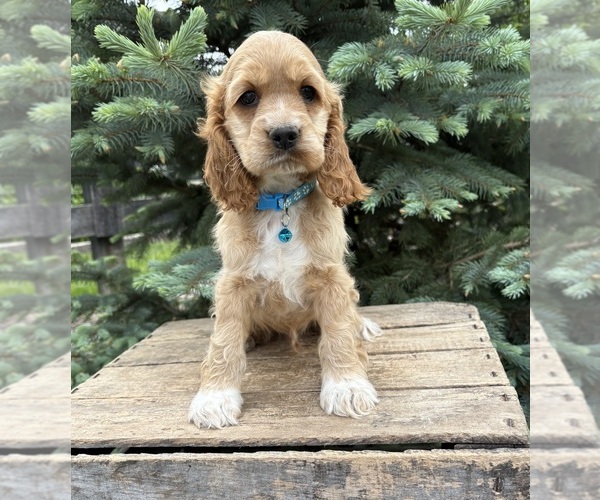 Medium Photo #4 Cocker Spaniel Puppy For Sale in MIDDLEBURY, IN, USA
