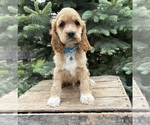 Small #3 Cocker Spaniel