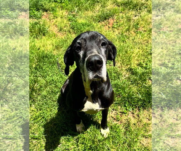 Medium Photo #5 Great Dane Puppy For Sale in Huntersville, NC, USA