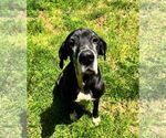 Small #4 Great Dane