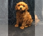 Small Photo #2 Cavapoo Puppy For Sale in BOWLING GREEN, KY, USA